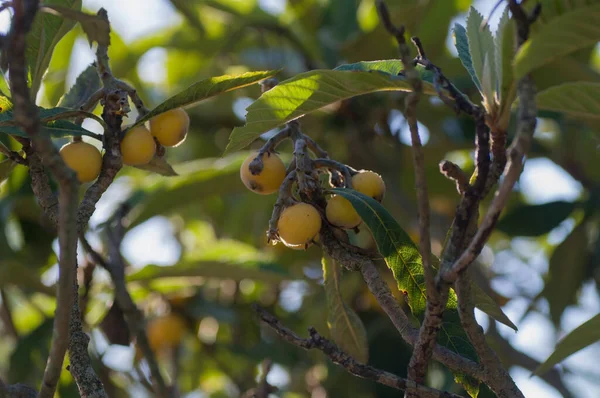 Frutos Maduros Cuelgan Árbol Mespilus — Foto de Stock