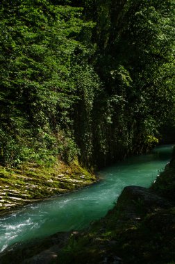 Ormandaki Samanyolu Nehri.