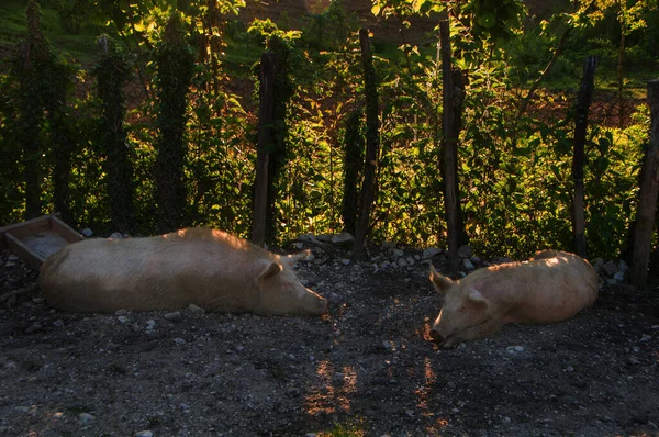 Los Cerdos Descansan Atardecer — Foto de Stock