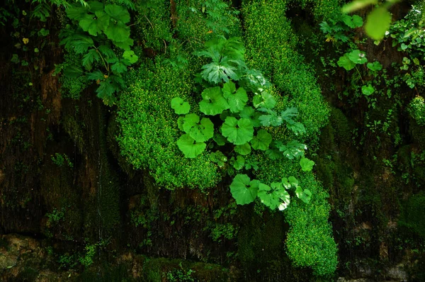 Texture Fond Jungle Verte Sur Roche — Photo