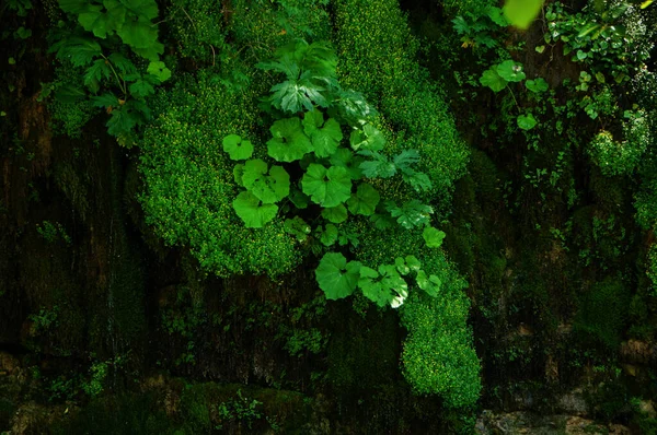 岩の上の背景色緑のジャングル — ストック写真