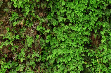 Yeşil doku. Bilgisayar için arkaplan duvar kağıdı.