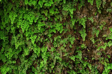 Yeşil doku. Bilgisayar için arkaplan duvar kağıdı.