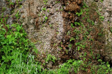 Yeşil doku. Bilgisayar için arkaplan duvar kağıdı.
