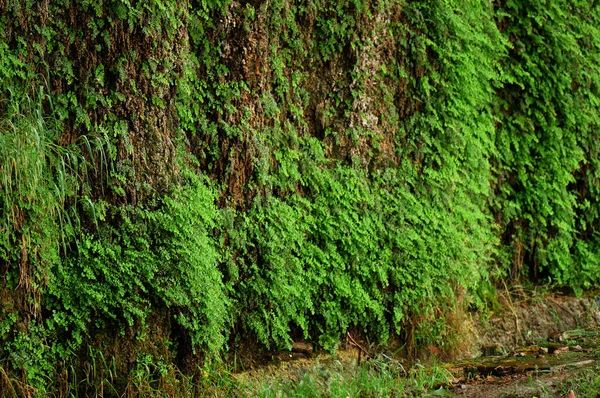 Textura Verde Fundo Papel Parede Para Computador — Fotografia de Stock