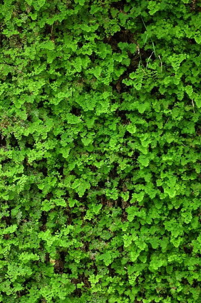 Зелена Текстура Фонові Шпалери Комп Ютера — стокове фото
