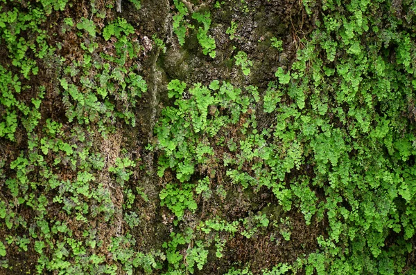 Zelená Textura Tapeta Pozadí Pro Počítač — Stock fotografie