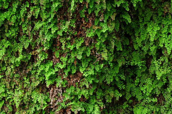 Zelená Textura Tapeta Pozadí Pro Počítač — Stock fotografie