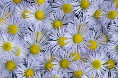 beyaz çiçeklerin arkaplanı üst görünümü kapat