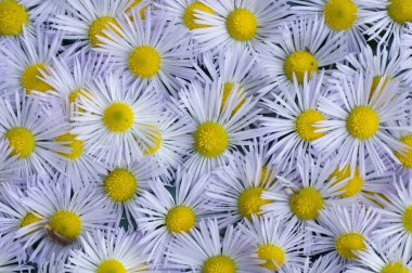 beyaz çiçeklerin arkaplanı üst görünümü kapat