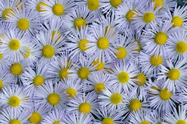 beyaz çiçeklerin arkaplanı üst görünümü kapat