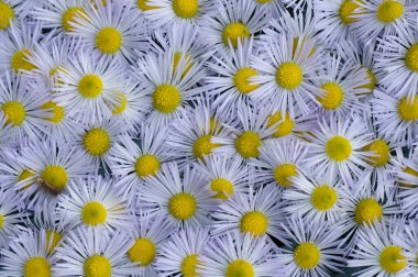 beyaz çiçeklerin arkaplanı üst görünümü kapat