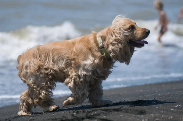 Собака Чорному Піщаному Пляжі Крупним Планом — стокове фото