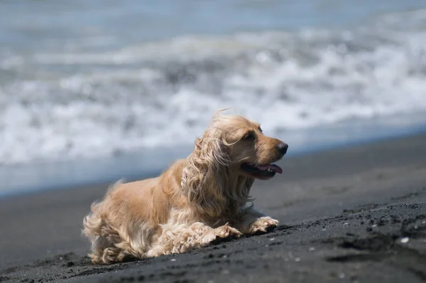 Dog Black Sand Beach Close — ストック写真