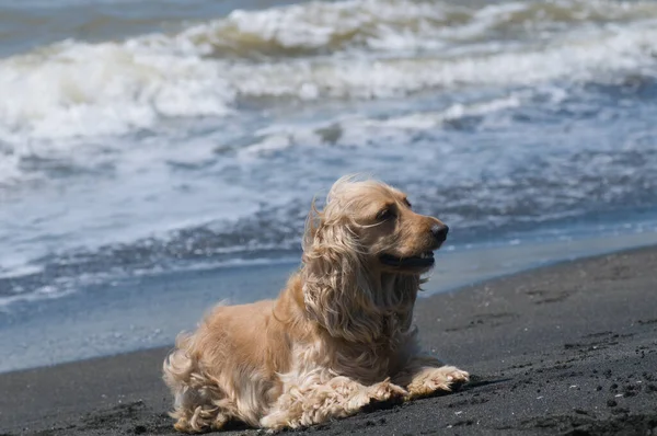 Собака Черном Песчаном Пляже Крупный План — стоковое фото