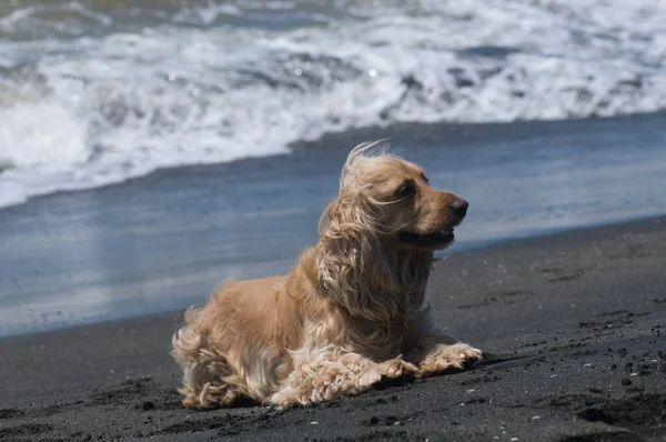 Σκύλος Παραλία Μαύρη Άμμο Κοντινό Πλάνο — Φωτογραφία Αρχείου