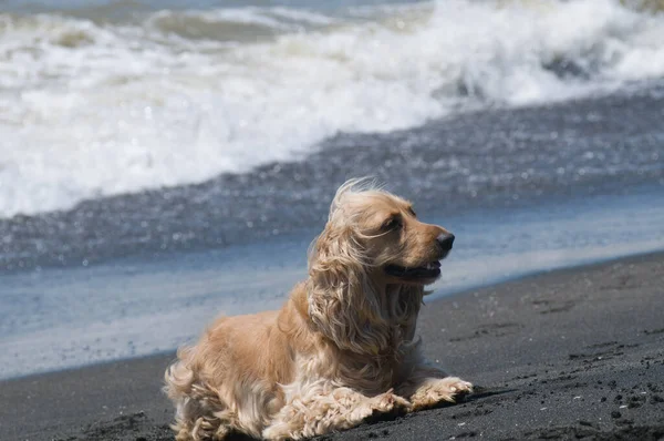 Собака Черном Песчаном Пляже Крупный План — стоковое фото