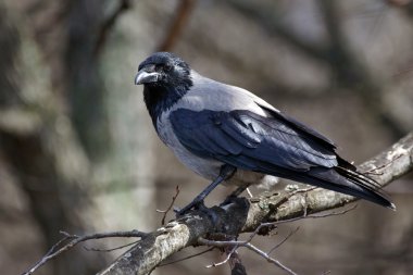 karga
