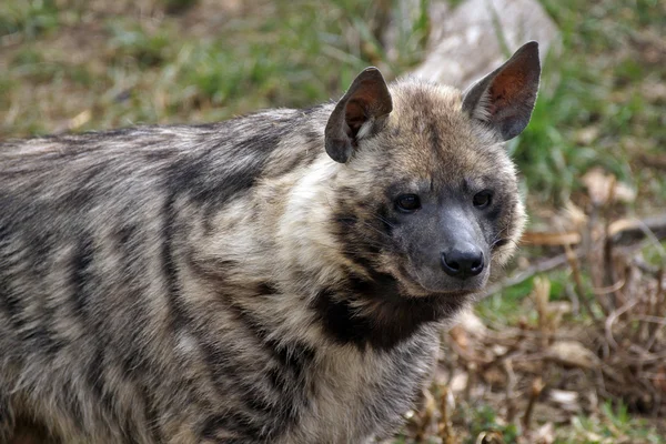 Hyena — Stock Photo, Image