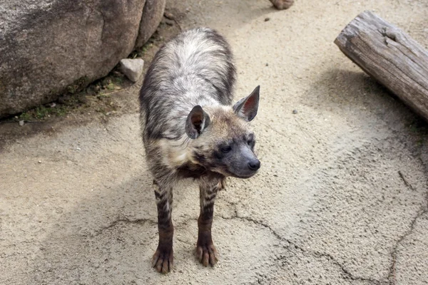 Hyena — Stock Photo, Image