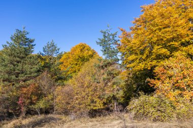 Bulgaristan 'ın Pernik Bölgesi Golemi zirvesi yakınlarındaki Erul dağının şaşırtıcı sonbahar manzarası