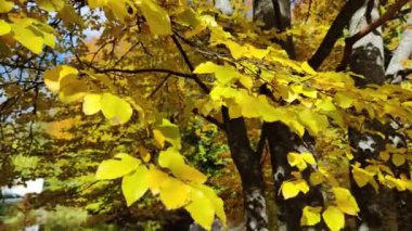 Bulgaristan 'ın Vitosha Dağı' nın şaşırtıcı sonbahar manzarası