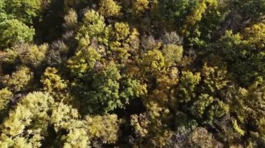 Sonbahar manzara Cherna Gora (Karadağ) Dağı, Pernik bölge, Bulgaristan