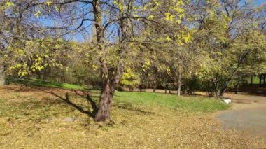 Bulgaristan 'ın Sofya kentindeki South Park' ın şaşırtıcı Sonbahar manzarası