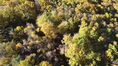 Sonbahar manzara Cherna Gora (Karadağ) Dağı, Pernik bölge, Bulgaristan