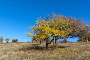 Sonbahar manzara Cherna Gora (Karadağ) Dağı, Pernik bölge, Bulgaristan