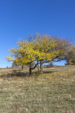 Sonbahar manzara Cherna Gora (Karadağ) Dağı, Pernik bölge, Bulgaristan