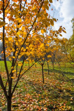 Bulgaristan 'ın Sofya kentindeki South Park' ın şaşırtıcı sonbahar manzarası