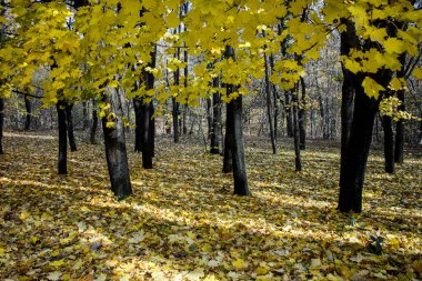 Bulgaristan 'ın Sofya kentindeki South Park' ın şaşırtıcı sonbahar manzarası