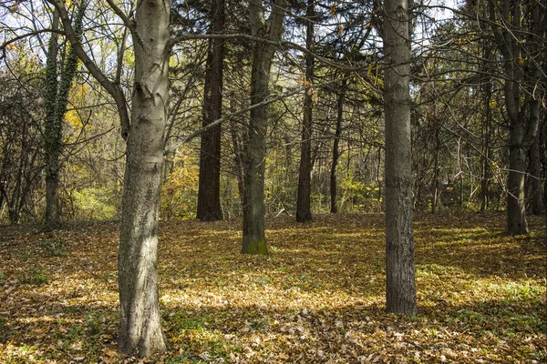 Incroyable Vue Automne Sur South Park Dans Ville Sofia Bulgarie — Photo