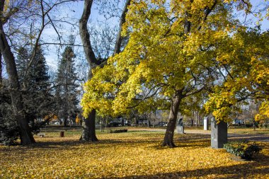 Bulgaristan 'ın Sofya kentindeki Borisova gradina' da (Boris Garden) ağaçlar ve bahçelerle muhteşem sonbahar manzarası