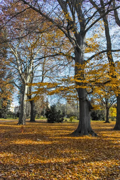 Fantastiskt Höstlandskap Med Träd Och Trädgårdar Borisova Gradina Boris Garden — Stockfoto