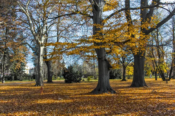 Increíble Paisaje Otoñal Con Árboles Jardines Borisova Gradina Boris Garden — Foto de Stock