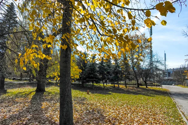 Verbazingwekkend Herfstlandschap Met Bomen Tuinen Borisova Gradina Boris Garden Sofia — Stockfoto