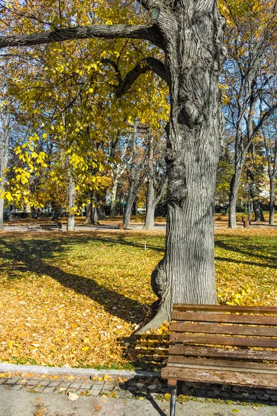 Fantastiskt Höstlandskap Med Träd Och Trädgårdar Borisova Gradina Boris Garden — Stockfoto