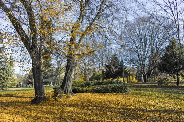 Καταπληκτικό Φθινοπωρινό Τοπίο Δέντρα Και Κήπους Στο Borisova Gradina Boris — Φωτογραφία Αρχείου