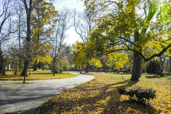 Paysage Automne Étonnant Avec Des Arbres Des Jardins Borisova Gradina — Photo