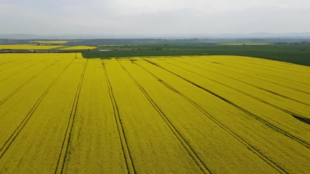 Aerial View Blooming Rapeseed Field City Haskovo Bulgaria — Stock Video