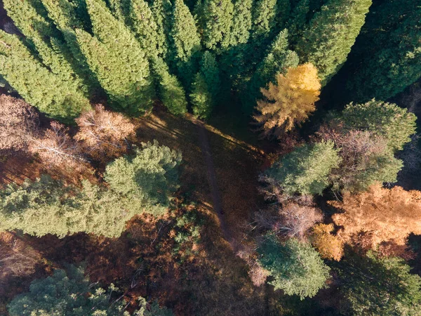 Vue Aérienne Vieille Forêt Séquoias Près Village Bogoslov Région Kyustendil — Photo