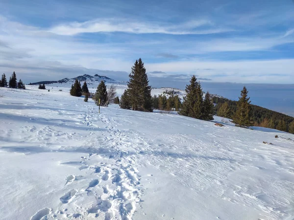 Paysage Hivernal Incroyable Montagne Vitosha Région Sofia Bulgarie — Photo