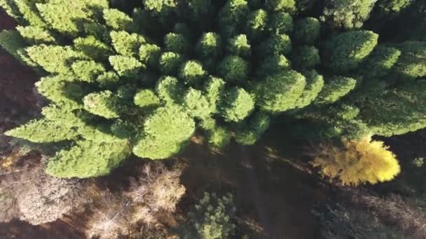 Vista Aérea Del Antiguo Bosque Sequoia Cerca Aldea Bogoslov Región — Vídeos de Stock