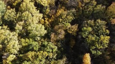 Sonbahar manzara Cherna Gora (Karadağ) Dağı, Pernik bölge, Bulgaristan