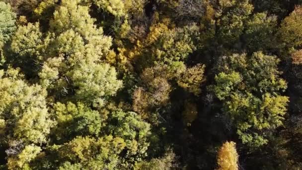 Autumn Landscape Cherna Gora Monte Negro Mountain Pernik Region Bulgaria — Stock Video