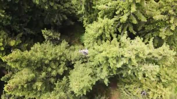 Luchtfoto Zomer Uitzicht Vitosha Mountain Sofia City Region Bulgarije — Stockvideo