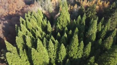 Bulgaristan 'ın Kyustendil bölgesindeki Bogoslov köyü yakınlarındaki Eski Sequoia ormanlarının hava manzarası