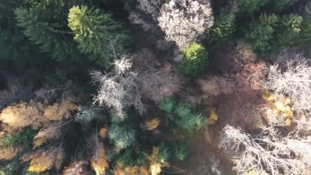 Vista Aérea Del Antiguo Bosque Sequoia Cerca Aldea Bogoslov Región — Vídeos de Stock